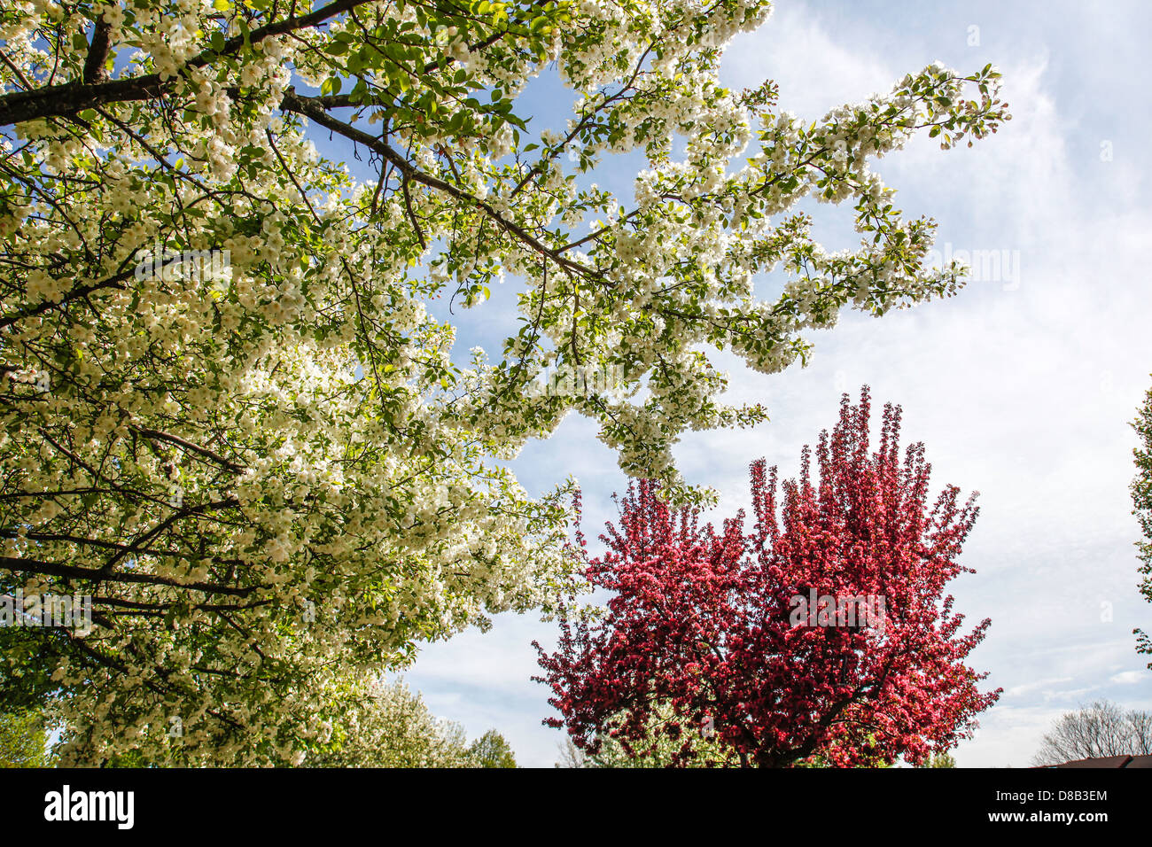 Flowering Crabapple trees in the Spring in Ontario;Canada against a blue sky Stock Photo Alamy