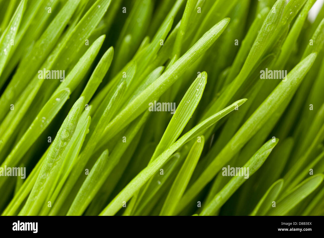 Fresh Green Organic Wheat Grass against a background Stock Photo