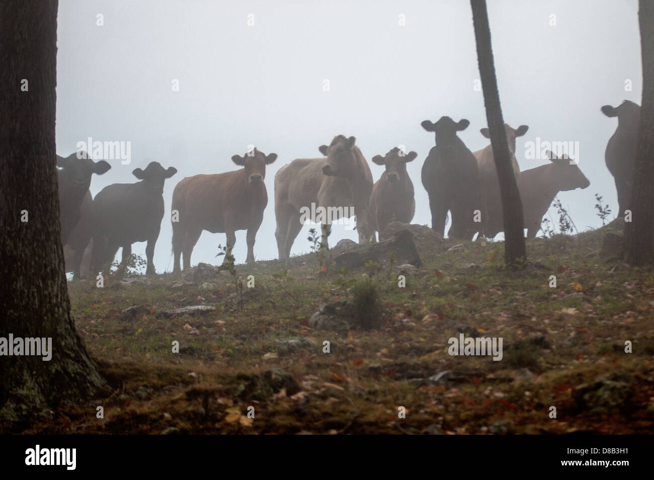 A herd of cows crest a misty hillside. Stock Photo
