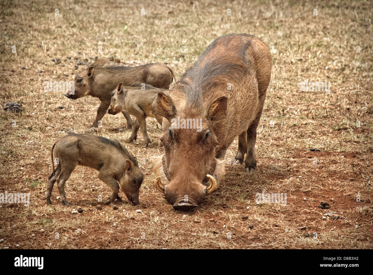 Adult Female Warthog with her three little Piglets, Phacochoerus africanus, Giraffe Manor, Nairobi, Kenya, Africa Stock Photo