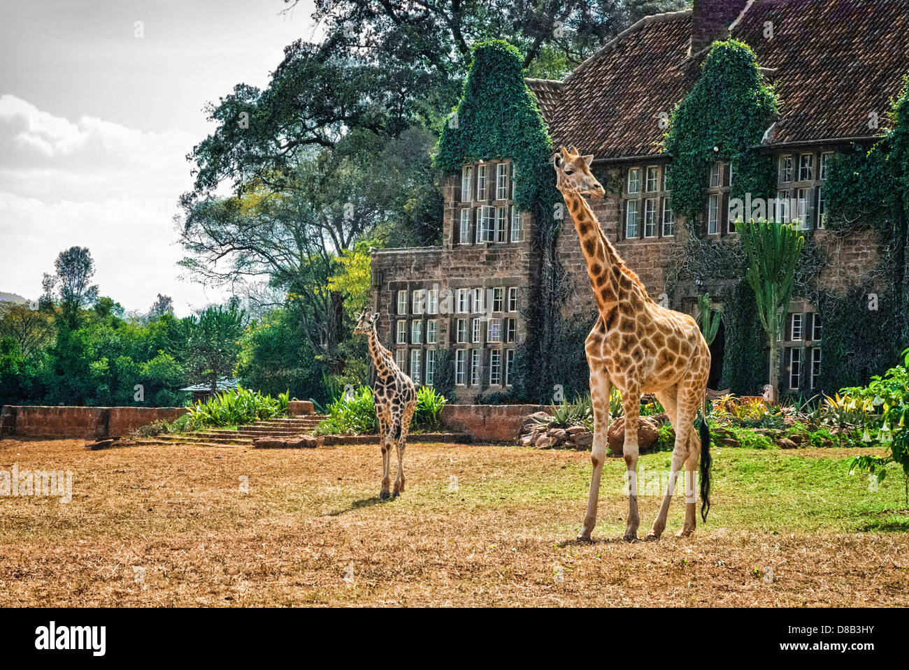 Two Rothschild or Baringo Giraffe, Giraffa camelopardalis rothschild, in front of Giraffe Manor, Nairobi, Kenya, Africa Stock Photo