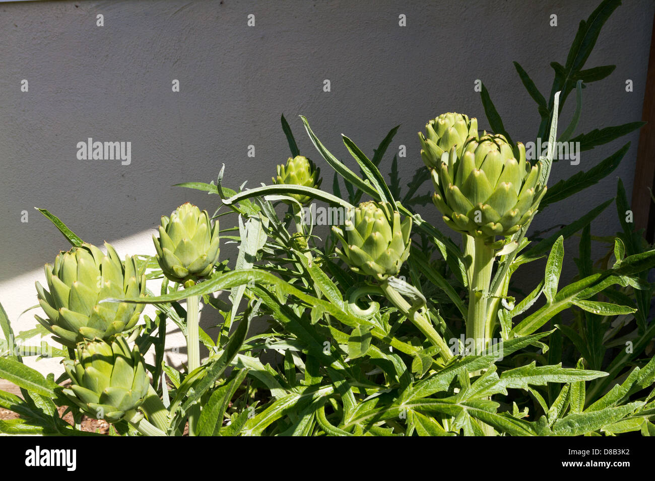 Artichoke plant growing in a backyard garden Stock Photo