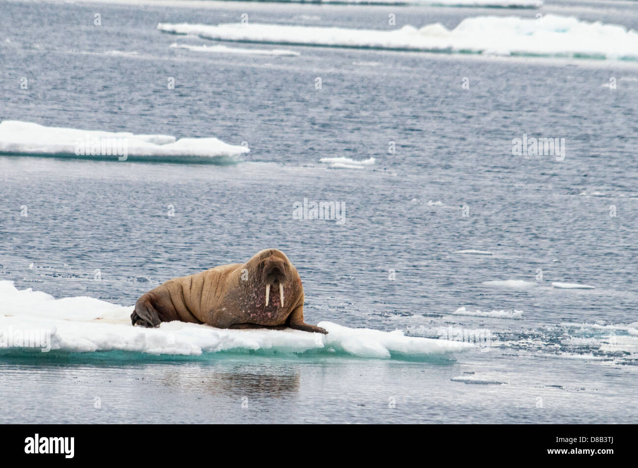 Walrus, Odobenus rosmarus, sitting on a piece of ice, SE of Wilhelmaya, Svalbard Archipelago, Norway Stock Photo