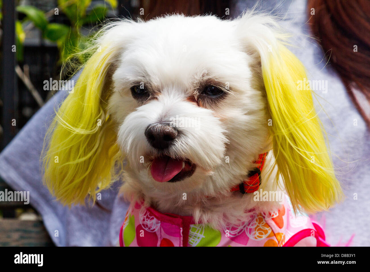 Why Is My Dogs White Fur Turning Yellow