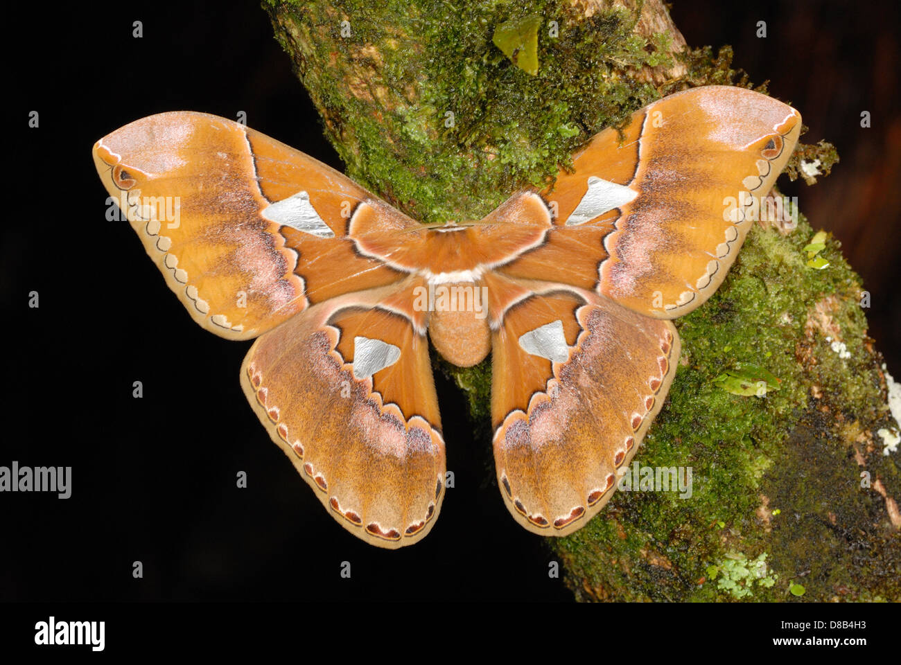 Giant Silk Moth (Rothschildia triloba) in the rainforest of Volcan Arenal National Park Stock Photo