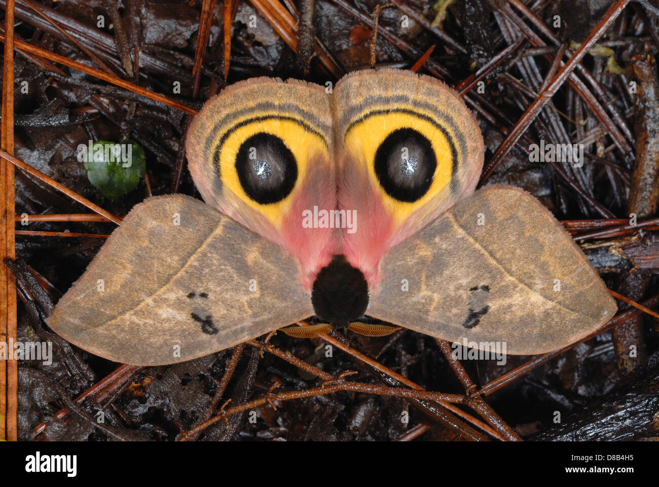 Owl Moth (Automeris belti) showing defensive eyes and 'Opossum Face' Stock Photo