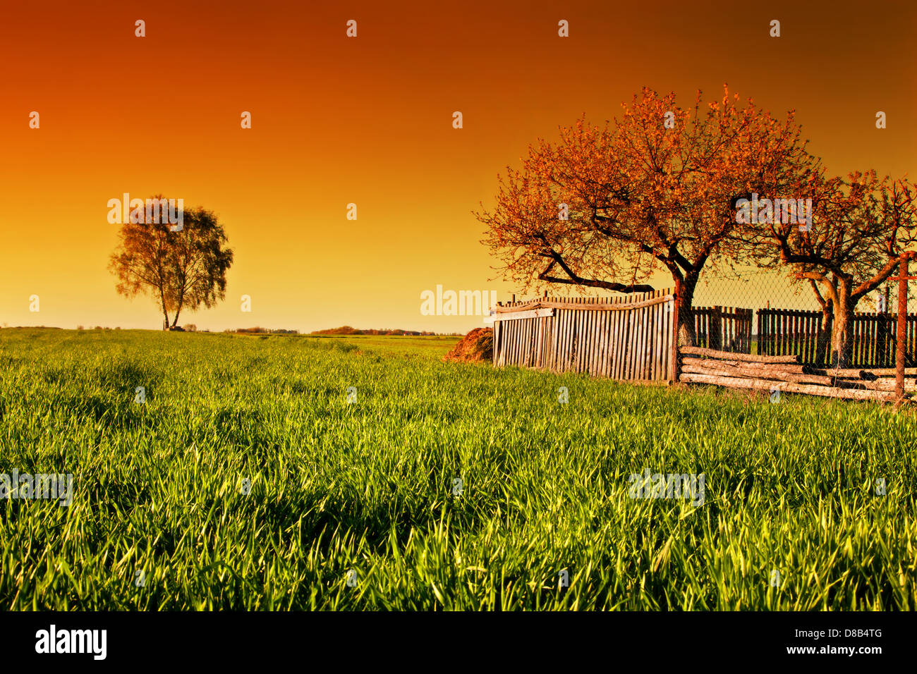 Countryside orchard landscape during spring at sunset. Grassy field ...