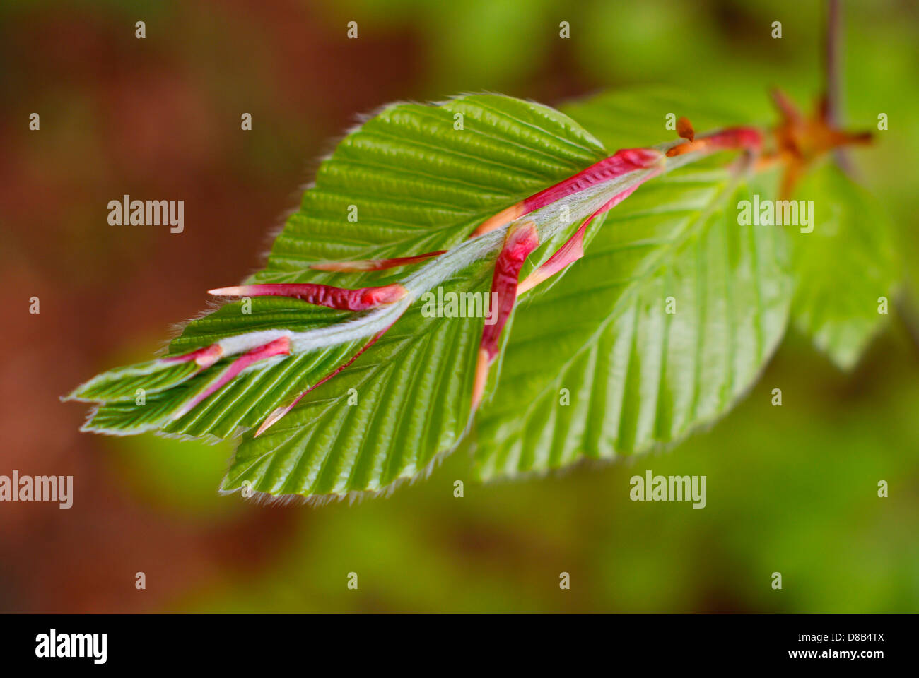 Fresh young Beech leaves emerging and unfurling in Springtime - Fagus sylvatica, European/Common Beech Tree. Stock Photo