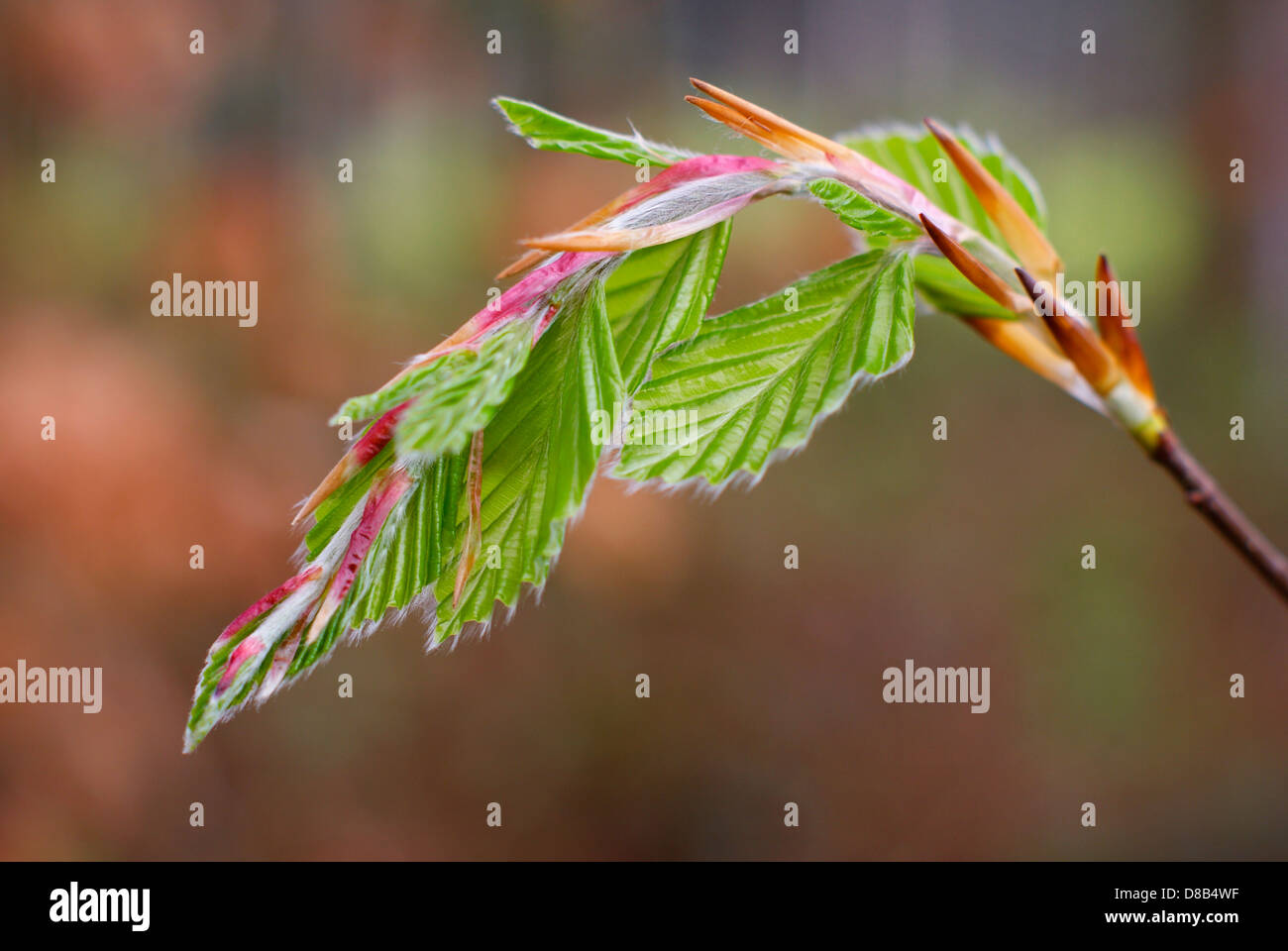 Fresh young Beech leaves emerging and unfurling in Springtime - Fagus sylvatica, European/Common Beech Tree. Stock Photo