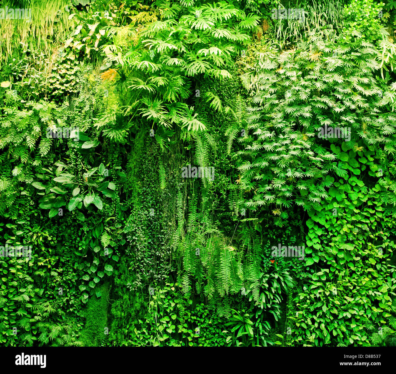 Tropical plants green background. Lush, natural foliage Stock Photo - Alamy