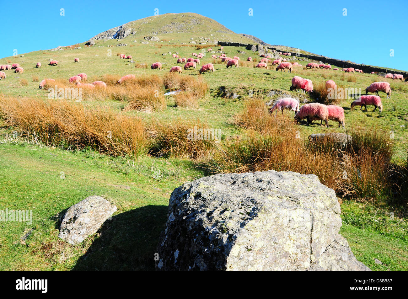 Pink sheep in The Lake District, Cumbria, UK Stock Photo