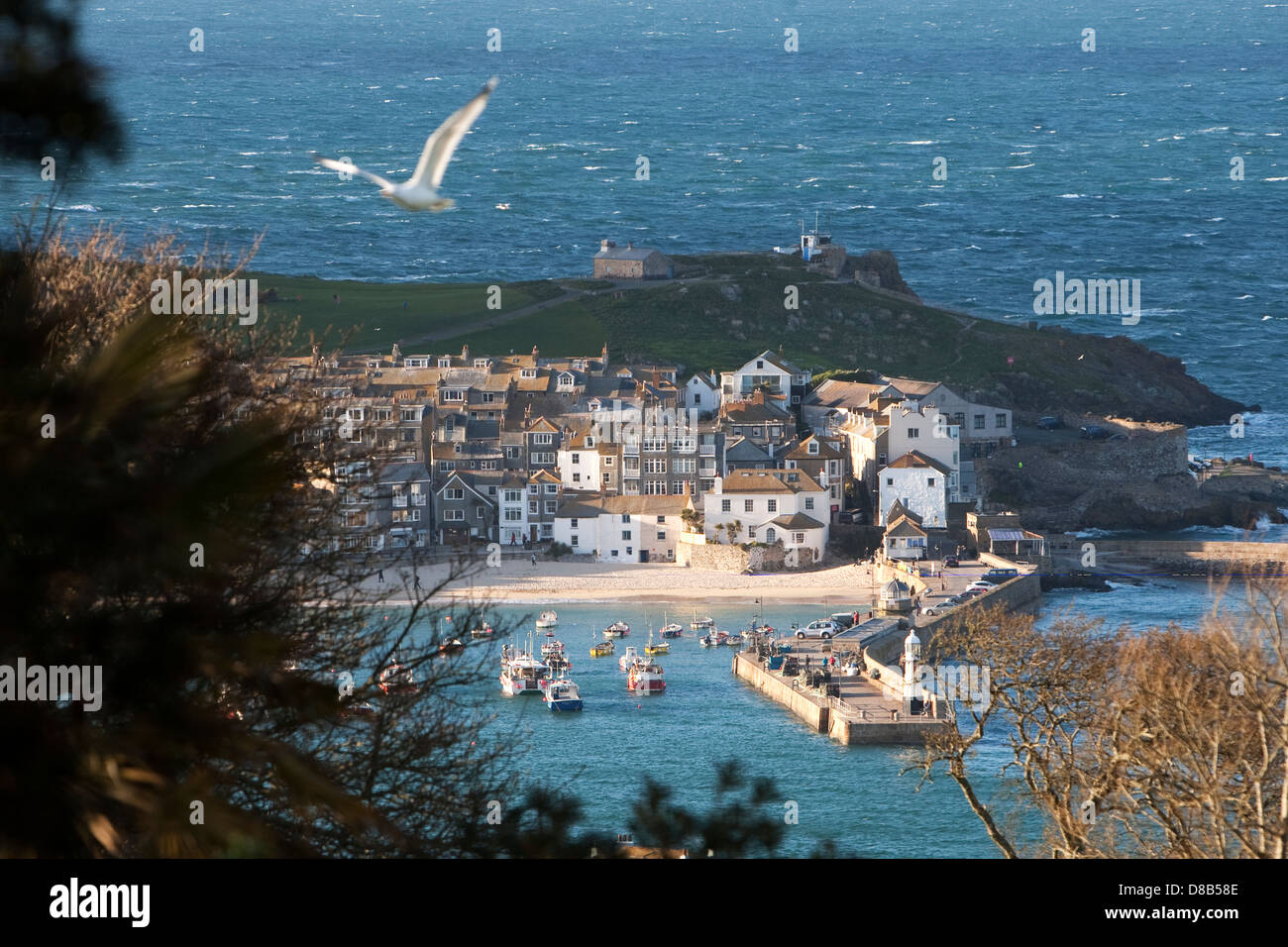 A seagull flies in the foreground of this view of St Ives harbour, Cornwall. Stock Photo