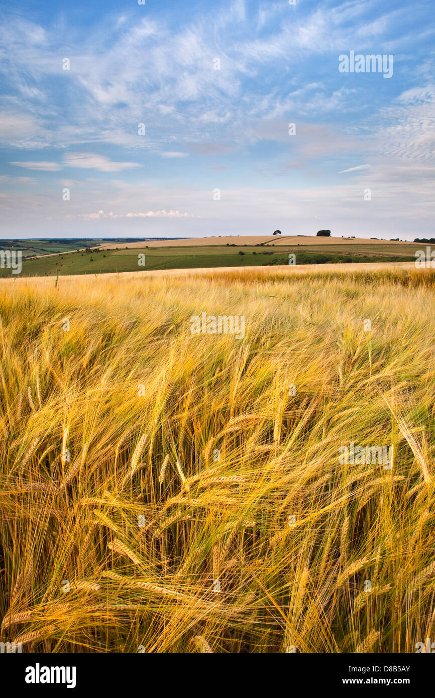 A view of Pincombe Down in Wiltshire with ripe barley growing in the foreground and blue sky above Stock Photo