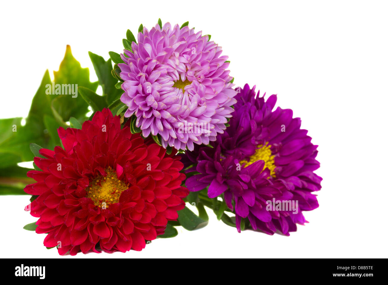 bouquet of aster flowers Stock Photo