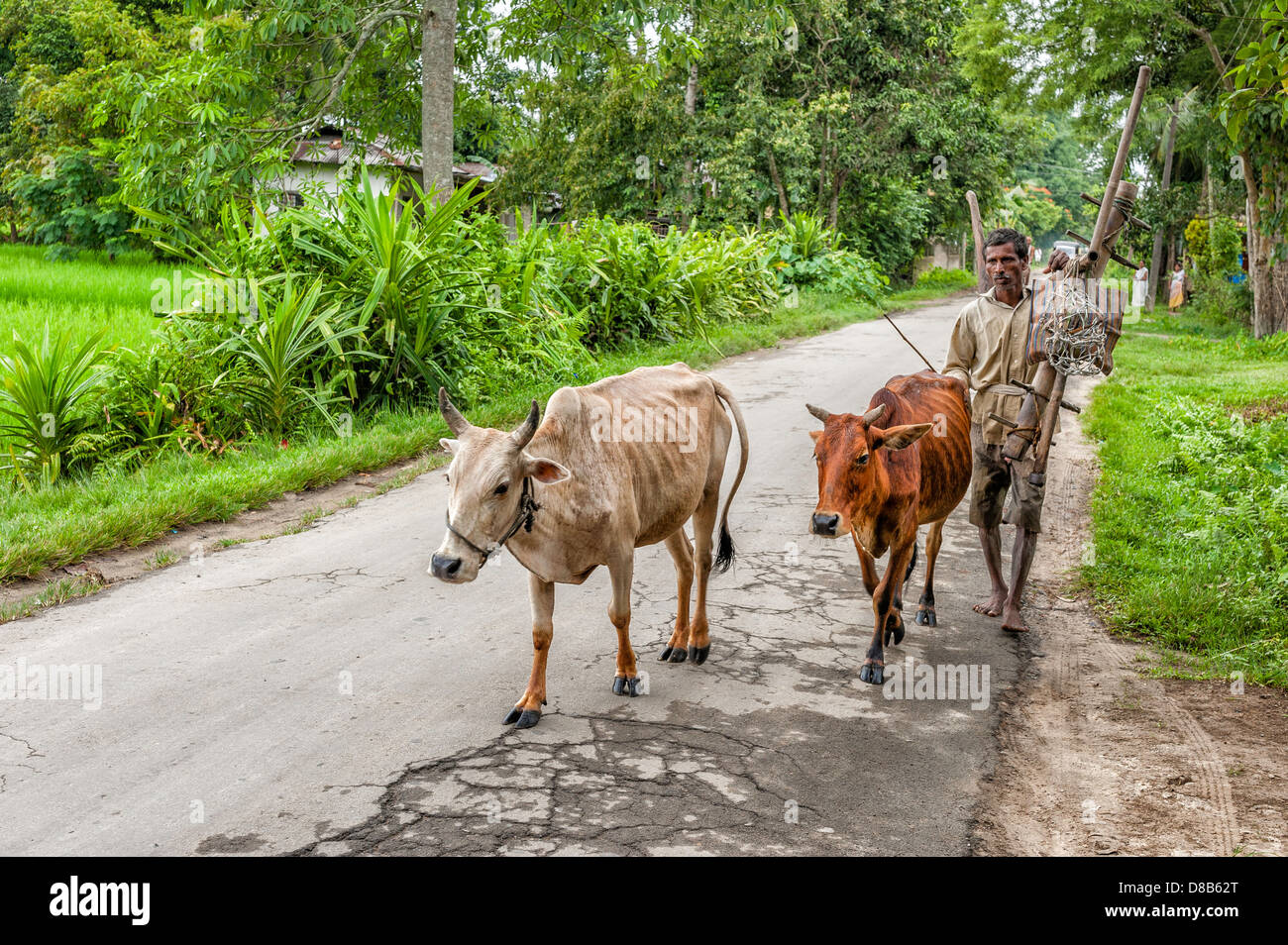Farmer returns home after working the fields carrying traditional wooden plow and guiding his two cows, Jorhat, Assam India. Stock Photo
