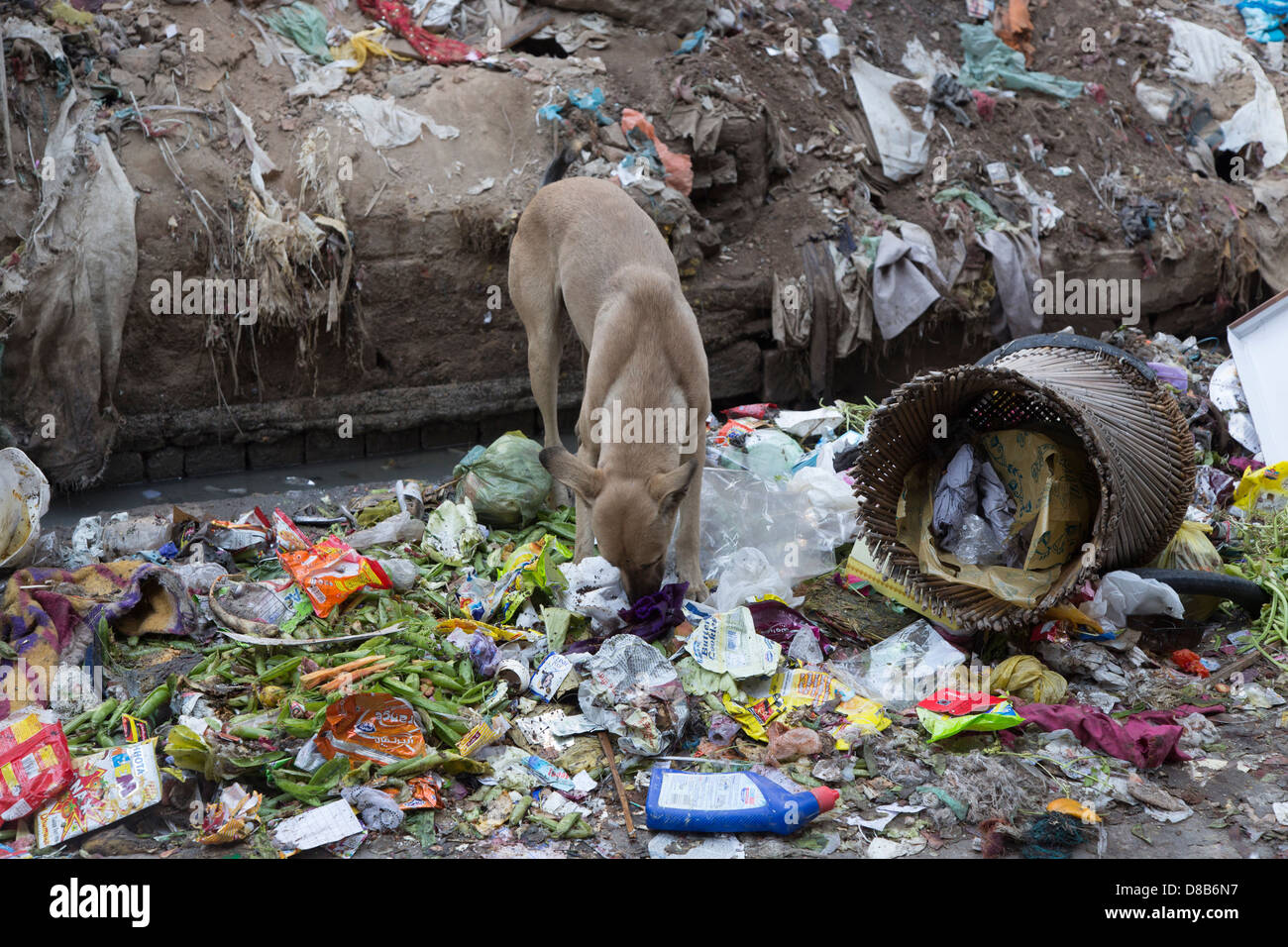India, Punjap, Amritsar stray dog foraging in street rubbish Stock Photo
