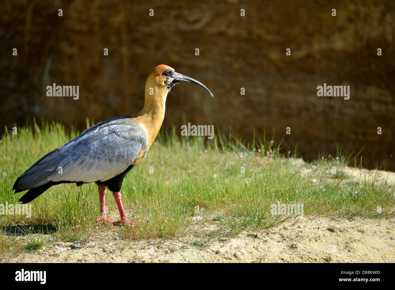 Profile Black-faced Ibis (Theristicus melanopis) standing on grass Stock Photo