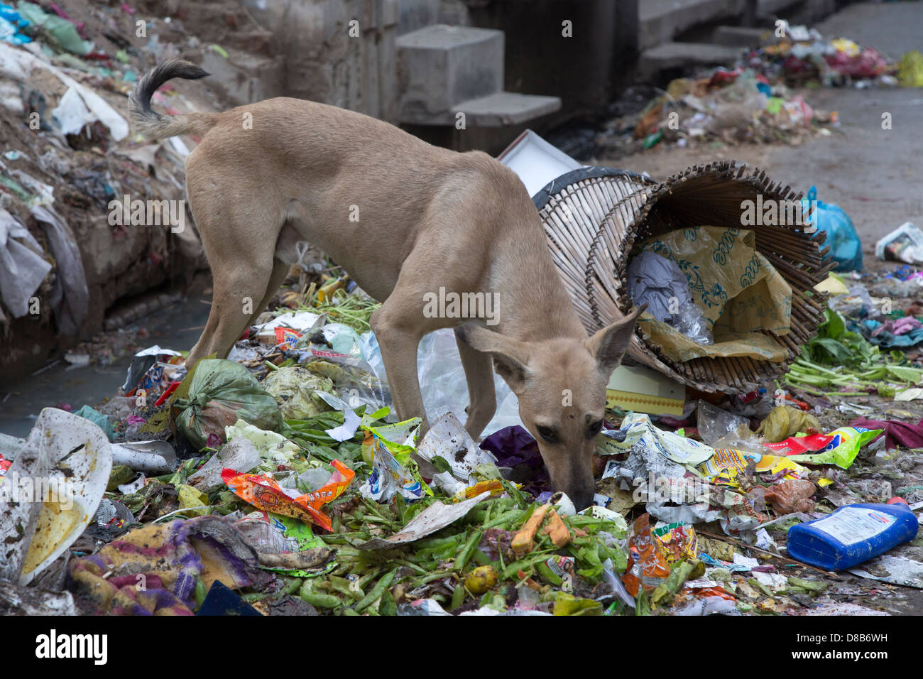 India, Punjap, Amritsar stray dog foraging in street rubbish Stock Photo