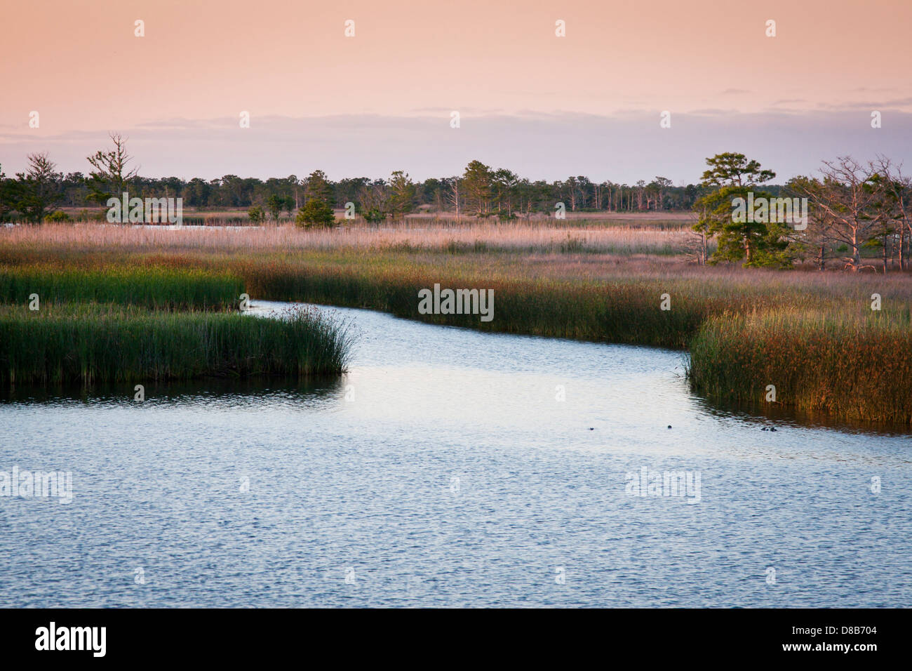 The marsh grasses glow in the last light of day along the Apalachicola River in Apalachicola, Florida, USA Stock Photo