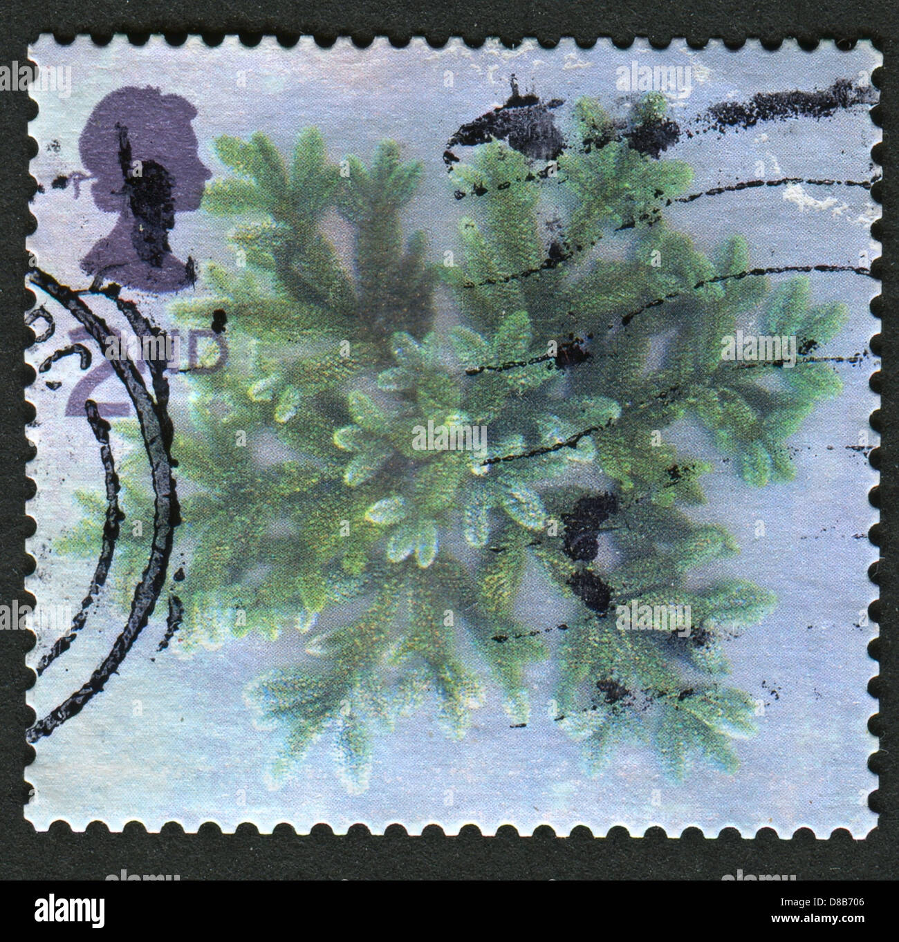 UK - CIRCA 2002: A stamp printed in UK shows image of the Blue Spruce Star, circa 2002.  Stock Photo