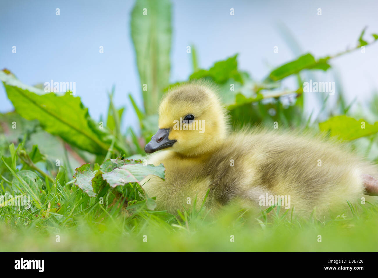 Little baby Canada goose near water Stock Photo - Alamy