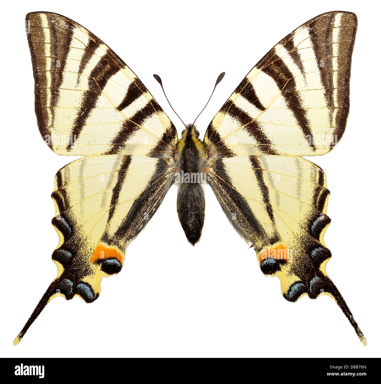 Scarce Swallowtail butterfly (Iphiclides podalirius) isolated on white background Stock Photo