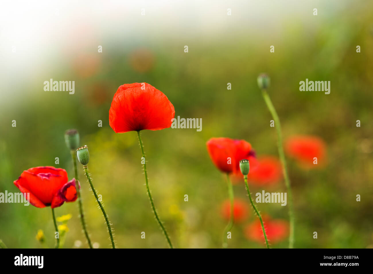 Beautiful wild poppies in flower hi-res stock photography and images ...