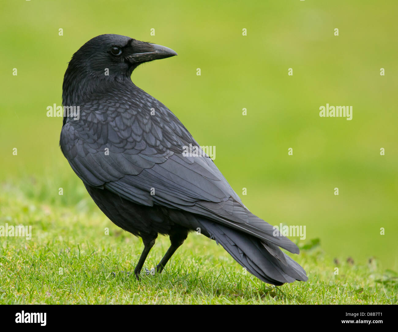 Crow on green Stock Photo
