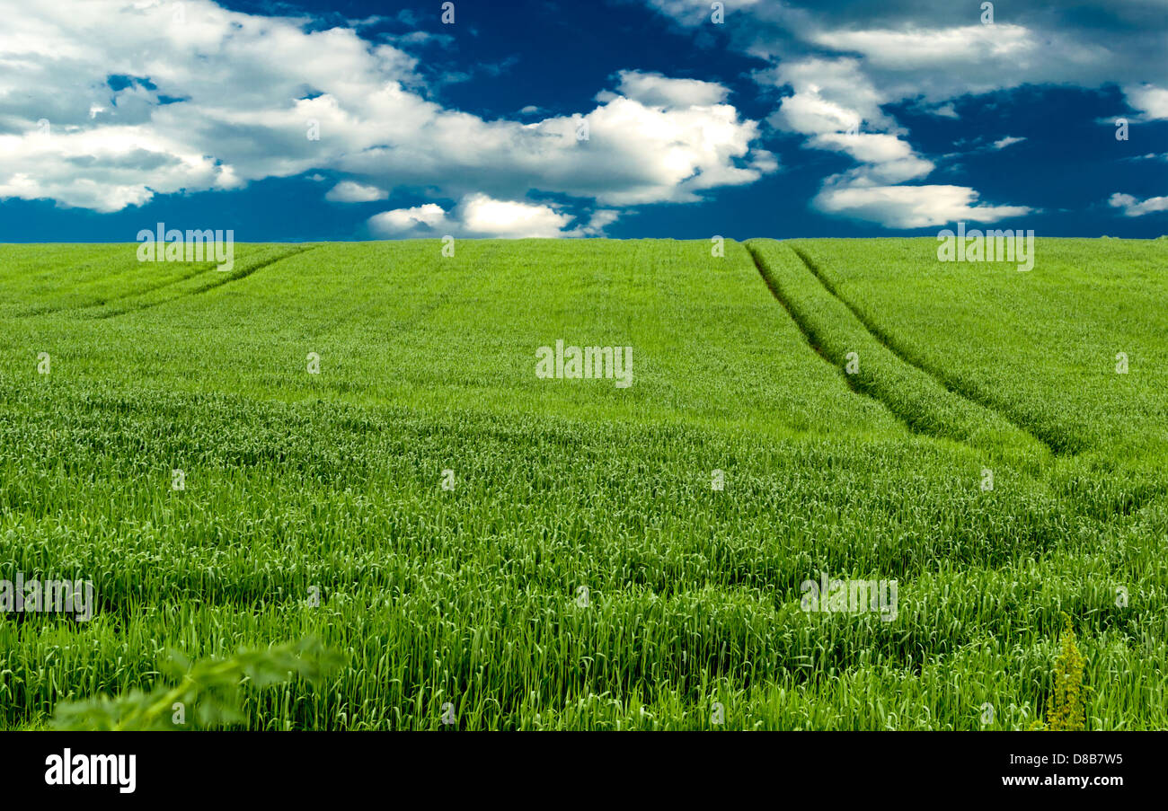 Field of green wheat and a blue sky Stock Photo - Alamy
