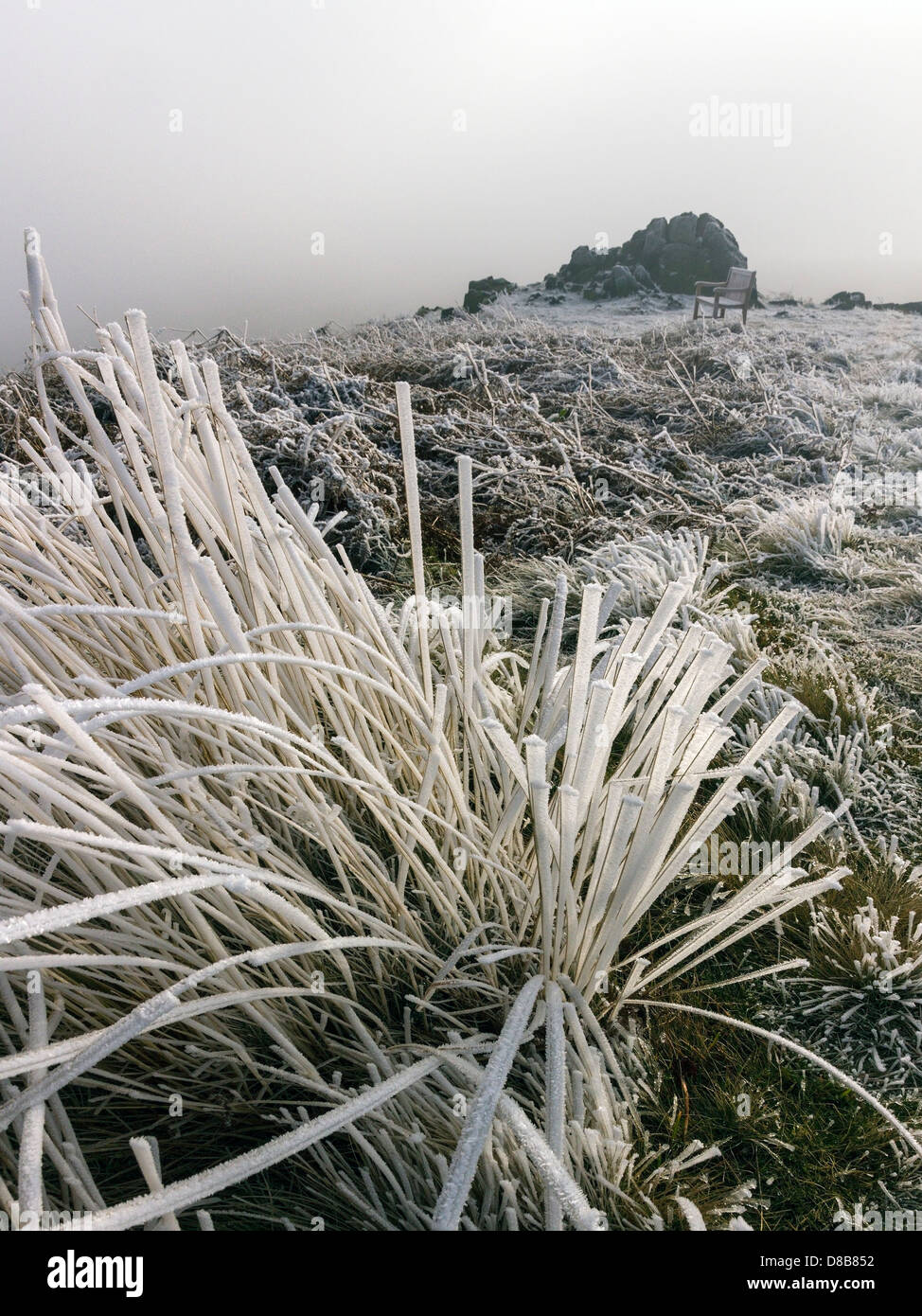 Wild grass covered in hoar frost, Bradgate park, Leicester, England, UK Stock Photo