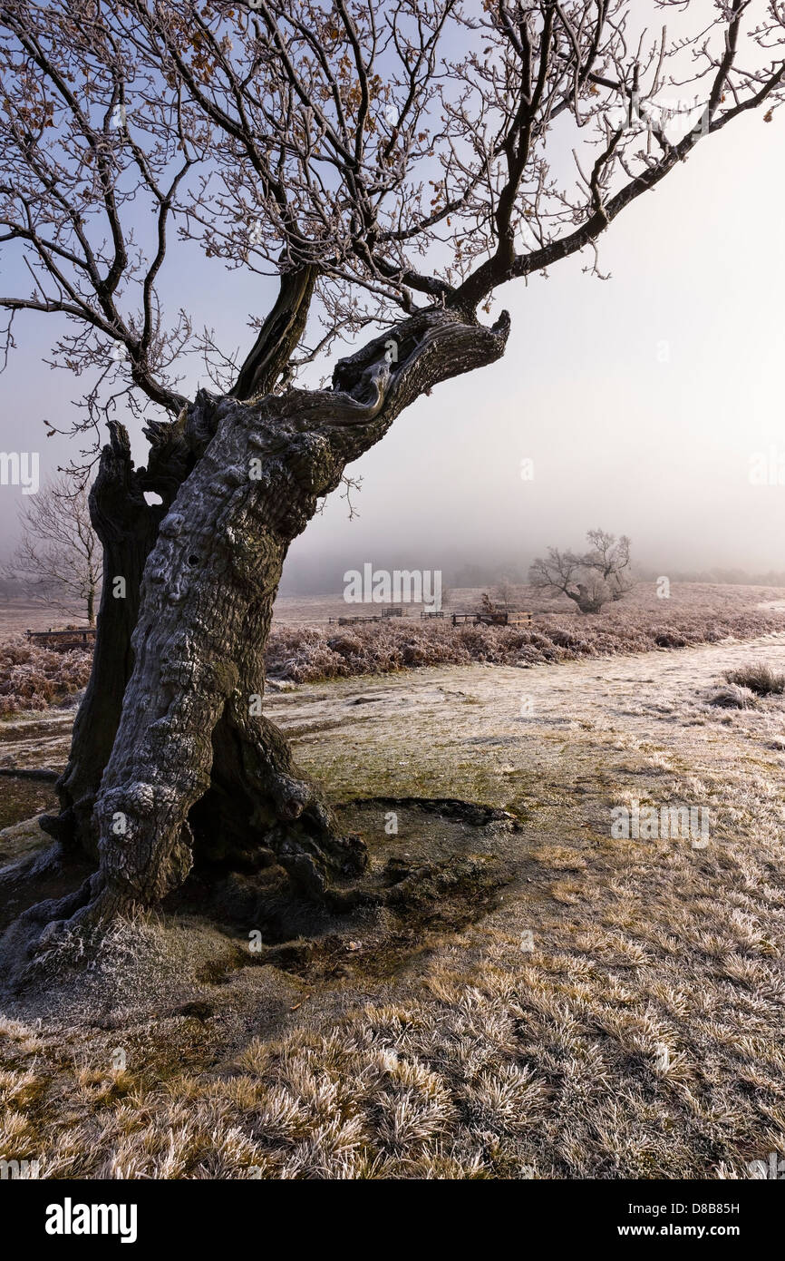 Old oak tree with hoar frost and mist, Bradgate park, Leicester, England, UK Stock Photo