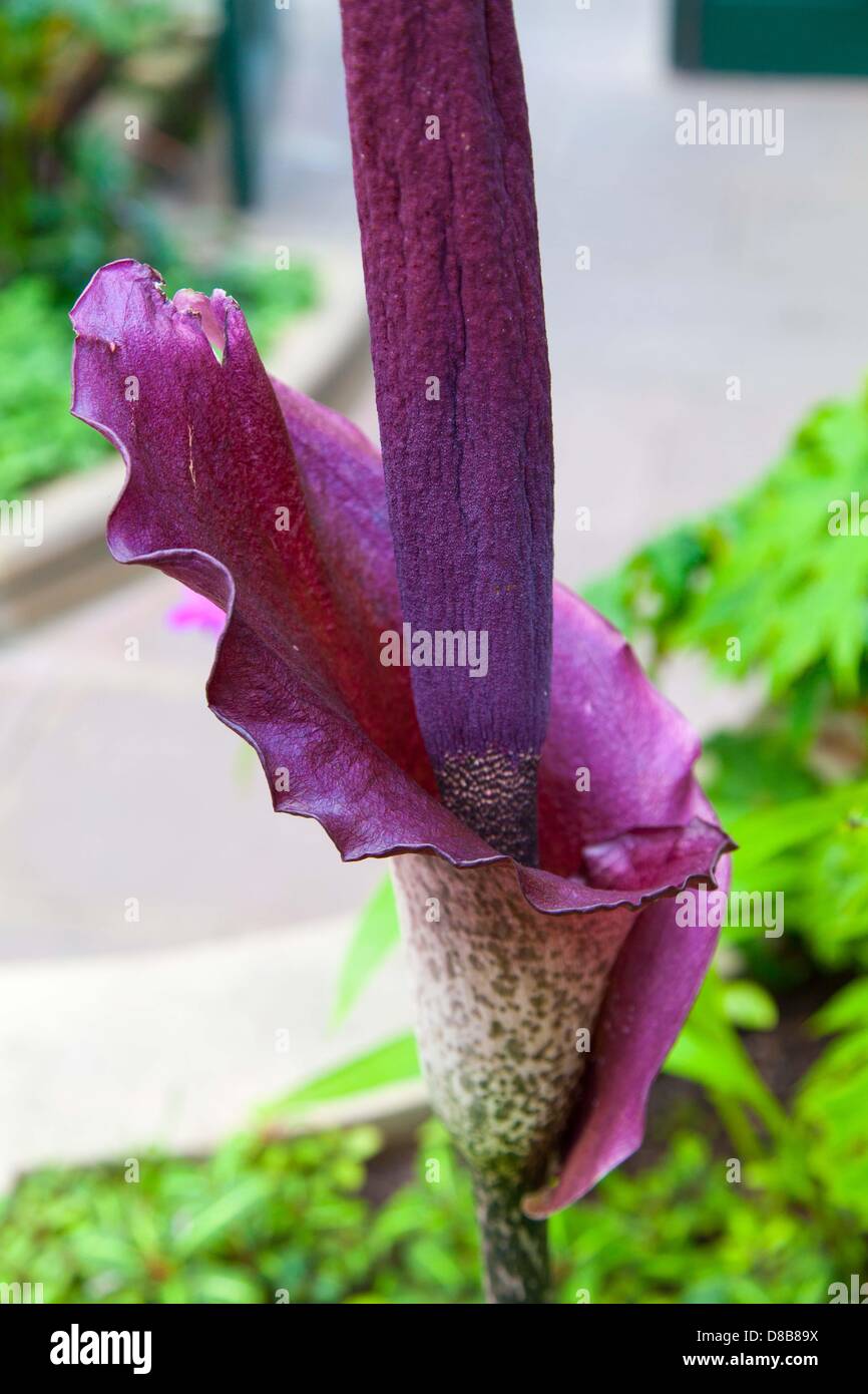 Sheffield, UK. 23rd May 2013. Devil's Tongue, botanical name