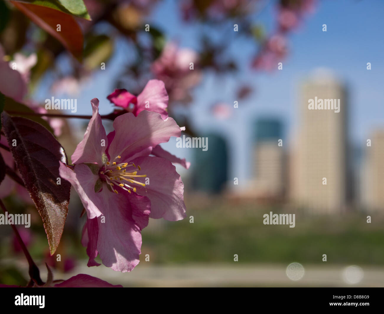 Spring flowers with Edmonton City Center in the background Stock Photo