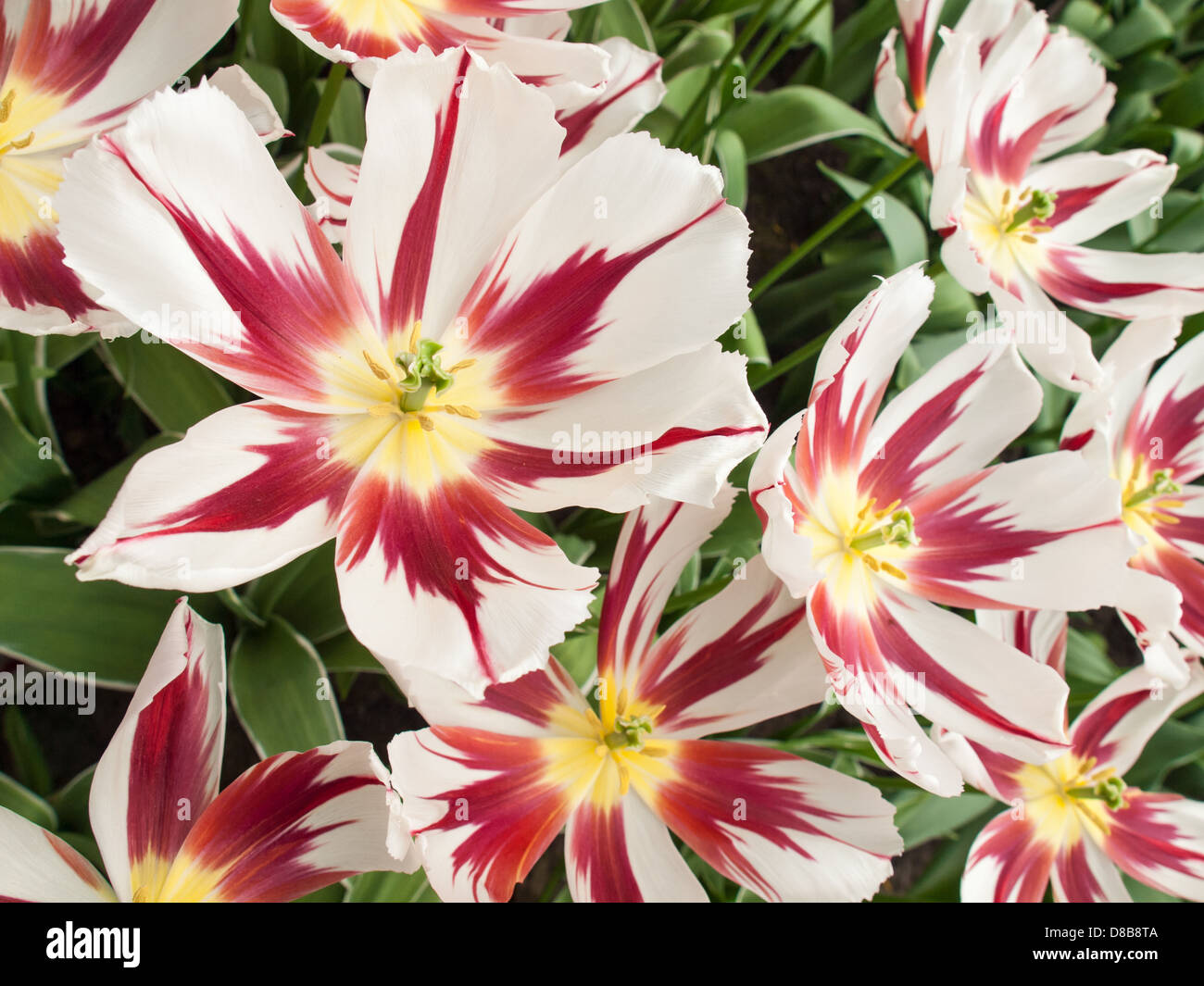 Red and white show tulip in closeup Stock Photo