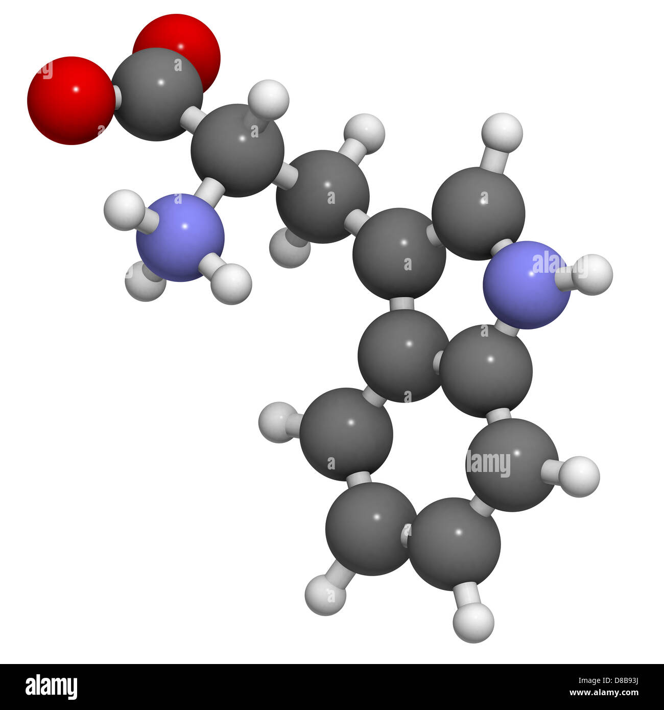 Tryptophan (Trp, W) amino acid, molecular model. Amino acids are the  building blocks of all proteins Stock Photo - Alamy