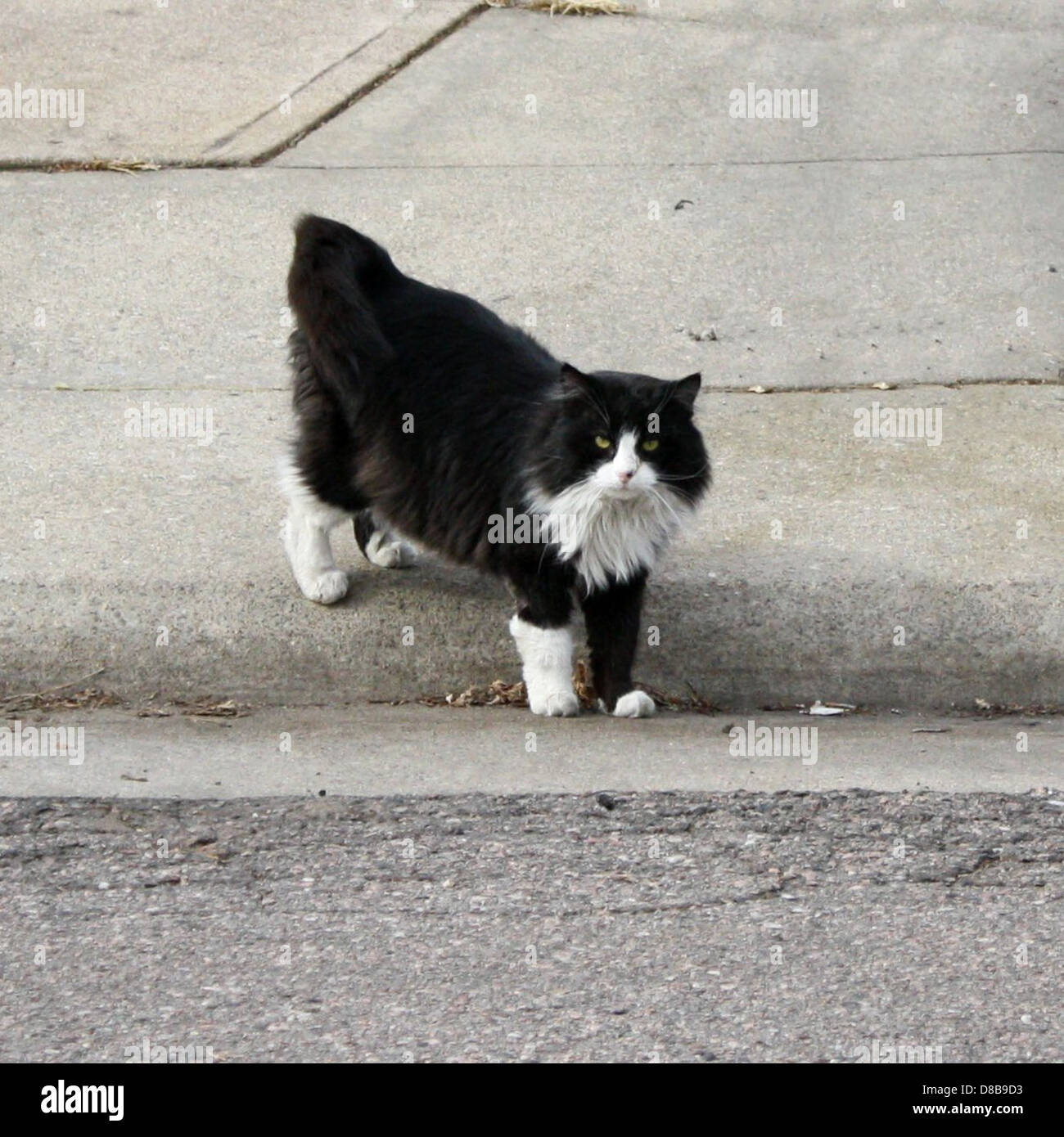 A black and white cat walking on a sidewalk. The cat's distinct ...