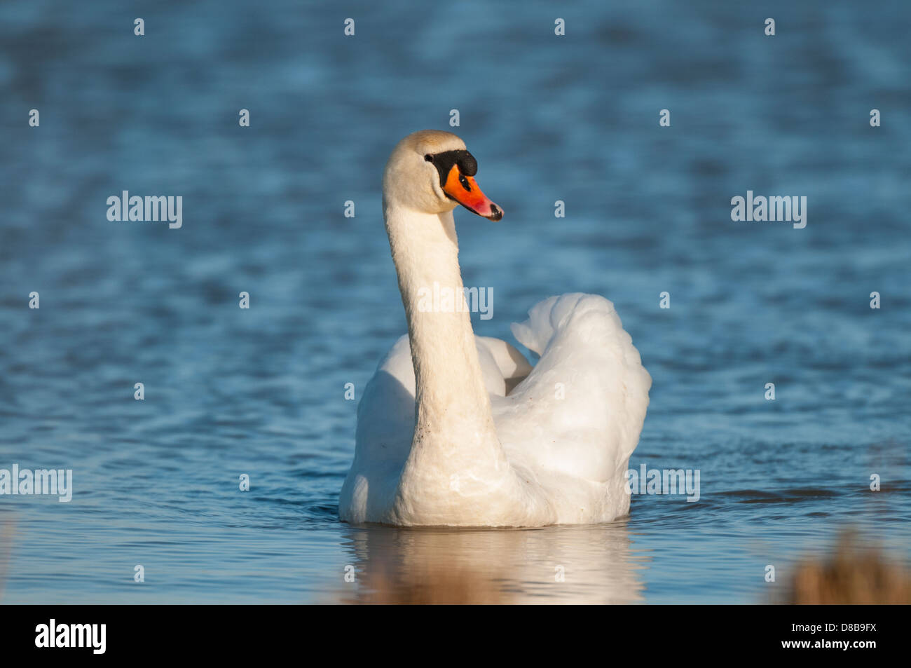 Swimming swan Stock Photo