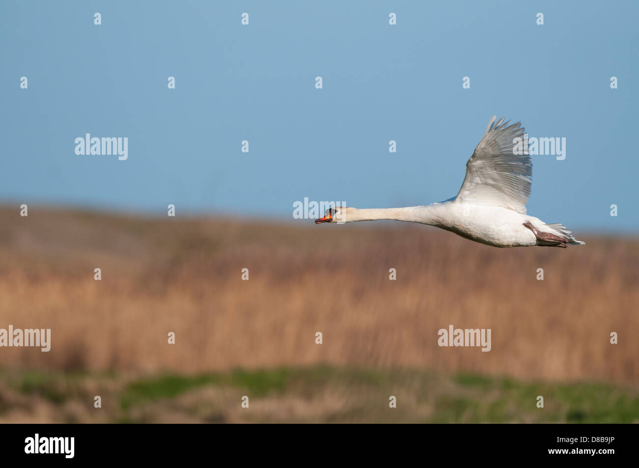 Flying Mute Swan, Cygnus olor, Norfolk, England Stock Photo