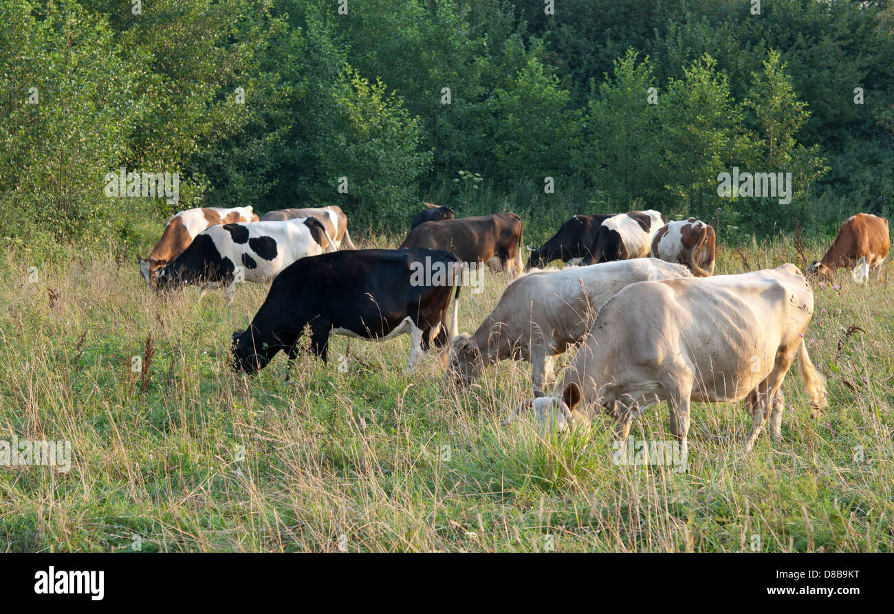 cows grazes on green a meadow Stock Photo - Alamy