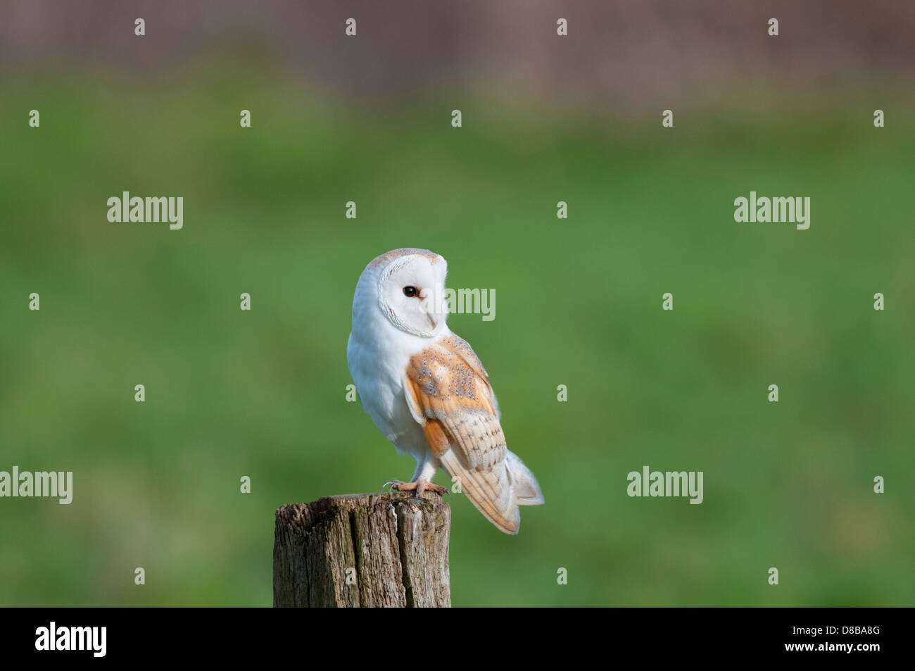 Barn Owl, tyto alba, adult perched on post in daylight , Norfolk, England Stock Photo