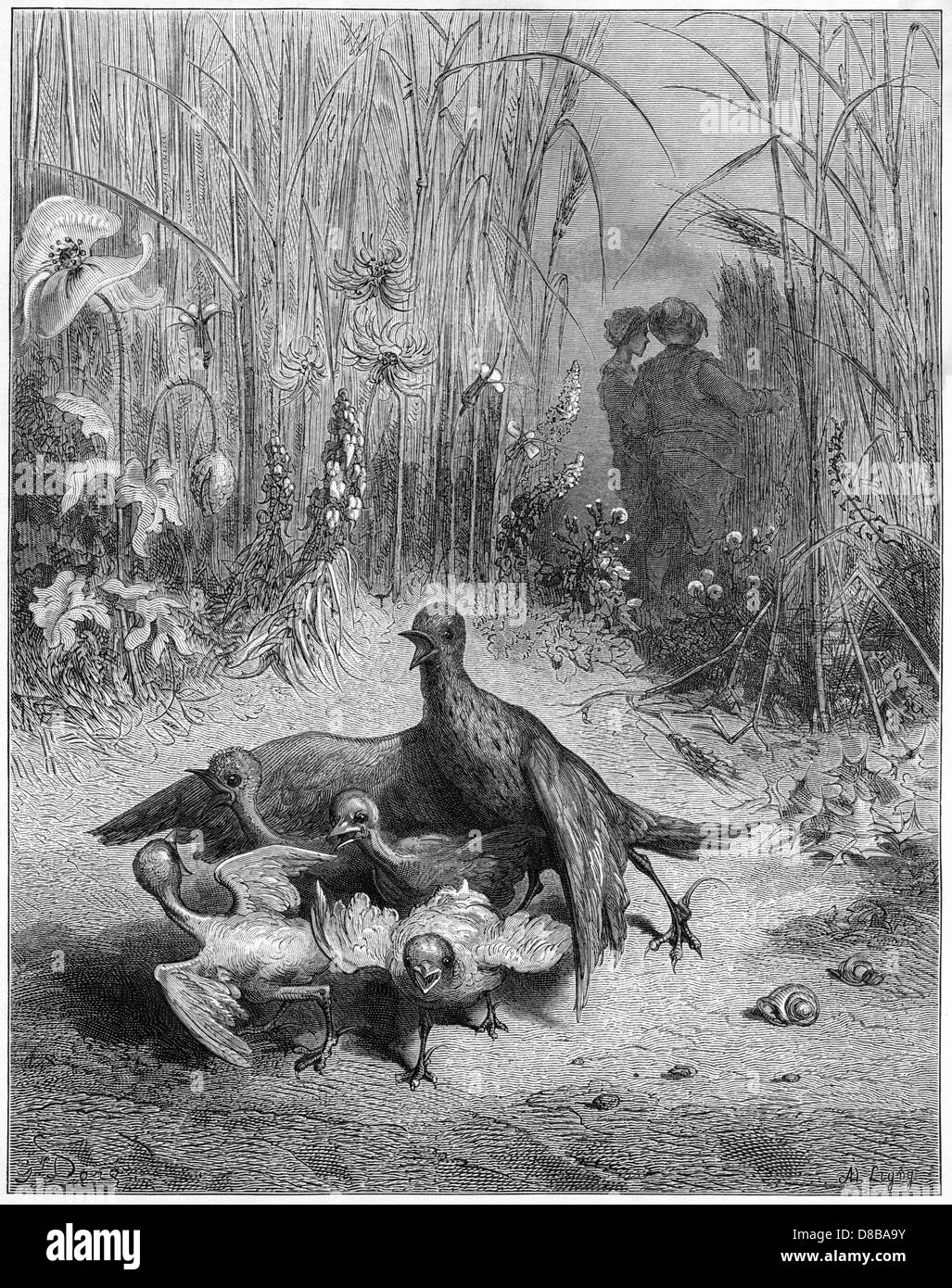 Lark, Brood Farmer Stock Photo Alamy