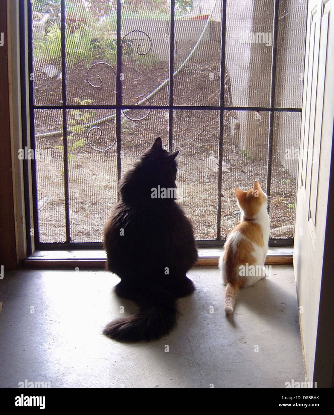 cat and kitten looking out door Stock Photo Alamy