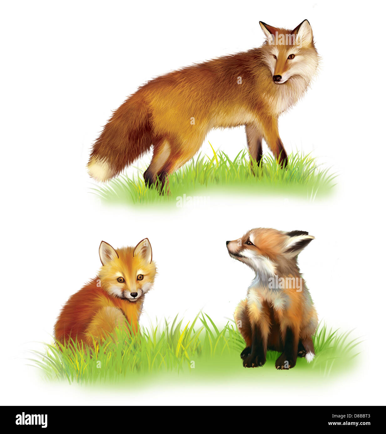 Walking adult fox, Fox cab. Two baby foxes playing on grass. Isolated Illustration on white background. Stock Photo