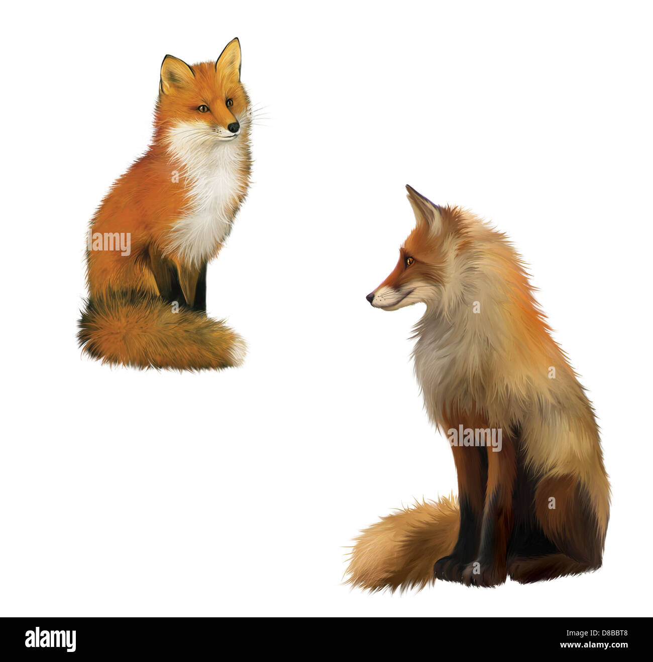Adult shaggy red Fox sittng with big fluffy tail. Isolated Illustration on white background. Stock Photo