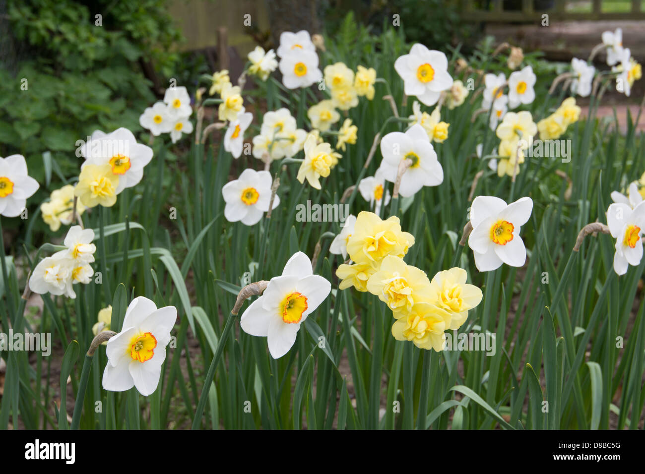 Informal planting of mixed narcissus Stock Photo
