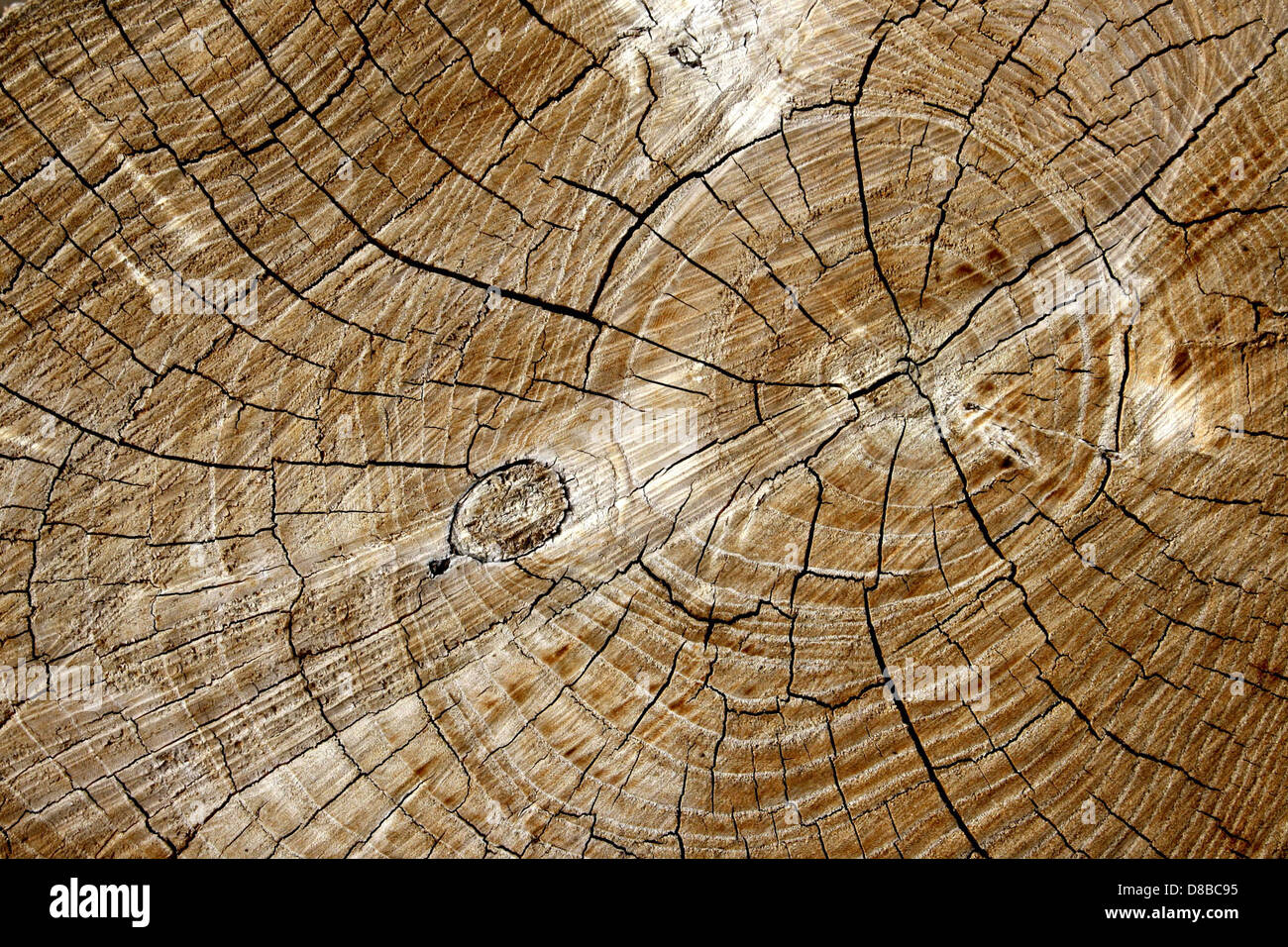 cut end of log with tree rings texture Stock Photo - Alamy