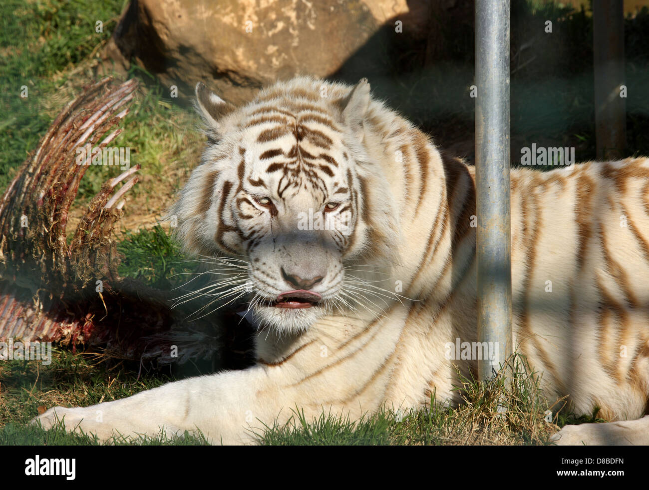 Rare white tiger at the Attica Zoological Park, at Spata, very close to Athens, Attica, Greece Stock Photo