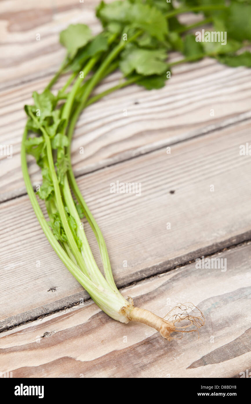 A fresh sprig of coriander leaves with roots attached on a sanded wood