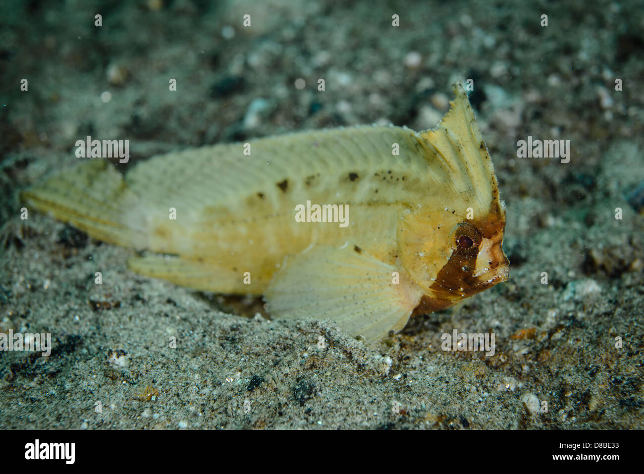 A cream color spiny or cockatoo waspfish Ablabys macracanthus, from the family of scorpionfish Stock Photo