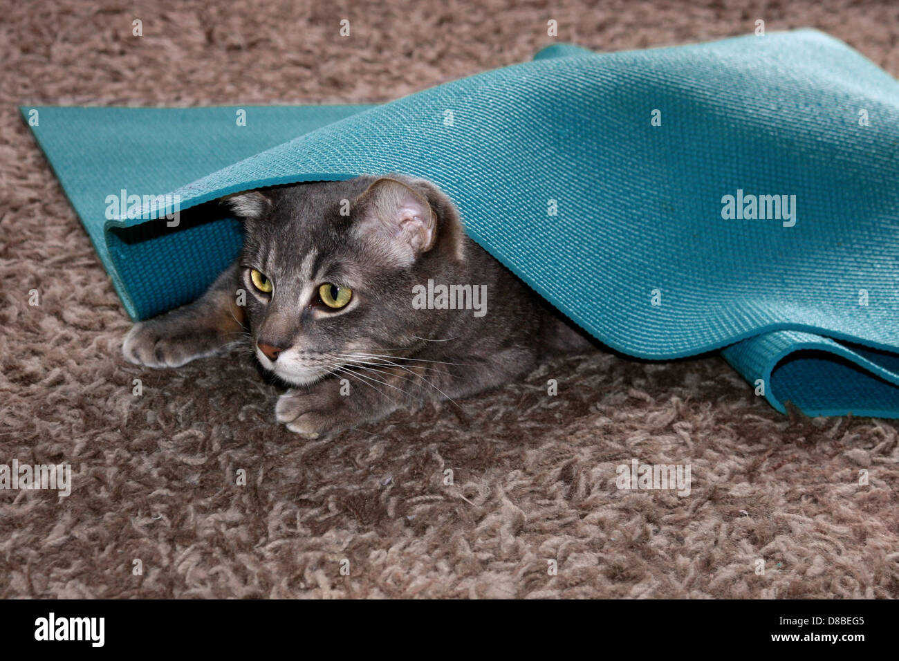 gray tabby cat playing under yoga mat Stock Photo Alamy